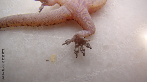 close up the foot a gecko
Amazing Camouflage Animals, Camouflage lizards
It's also called Mediterranean house gecko, akdeniz sakanguru, pacific house gecko, wall gecko, house lizard
reptile, reptiles photo