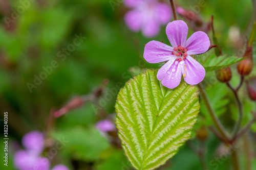 Macro shot of a Herb Robert (geranium robertianum) flower in bloom photo