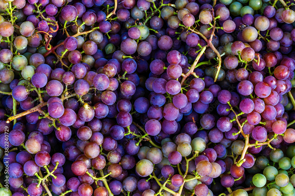 Ripe violet and green grapes macro