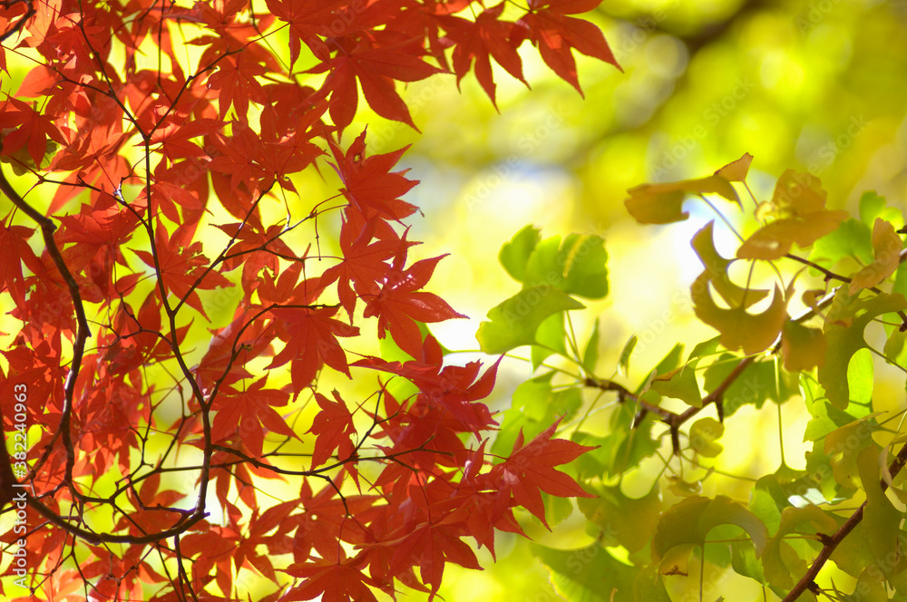 Fototapeta premium カエデ