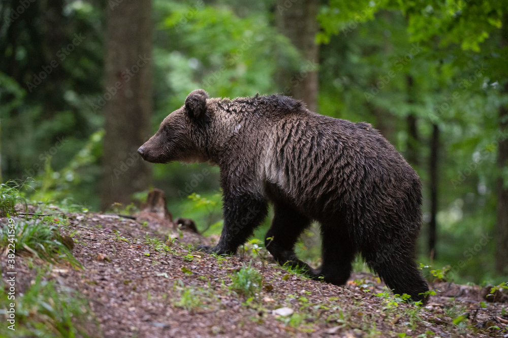 European brown bear (Ursus arctos), Notranjska forest, Slovenia European brown bear (Ursus arctos), Notranjska forest, Slovenia