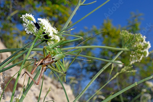 Lesser Predatory Bush-cricket in Greece / Sägeschrecke (Saga campbelli) Nordgriechenland -  photo