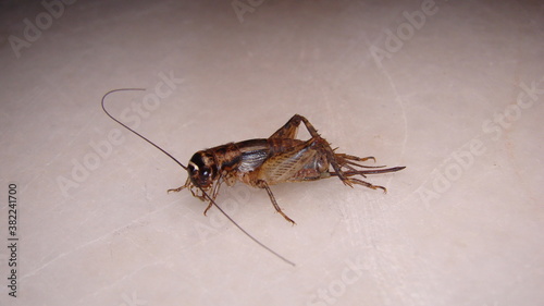 Cricket insect. close up of Cricket on white background. closeup Cricket isolated. Field Cricket. insects, insect, bugs, bug, animals, animal, wildlife, wild nature, garden, forest, woods, park