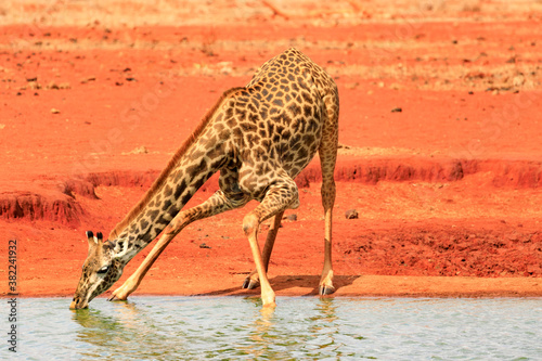 National Park Tsavo East in Kenia  Giraffen.