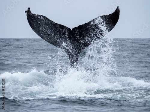 Humpback whale (Megaptera novaeangliae), tail lobbing in Monterey Bay National Marine Sanctuary, California, United States of America photo