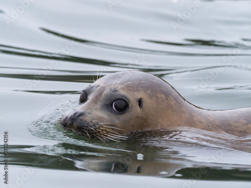 Portrait of harbor seal swimming in sea photo