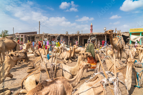 Camels at the cattle market, Asaita, Afar Region, Ethiopia