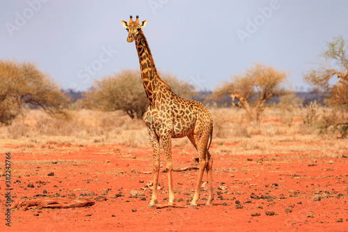 Giraffen in Tsavo East National Park  Safari in Kenia.