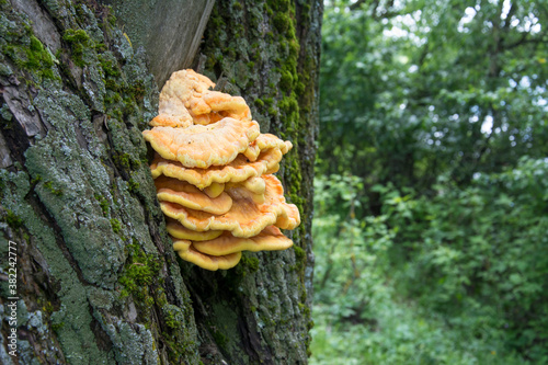 In summer, mushrooms grow on the tree.