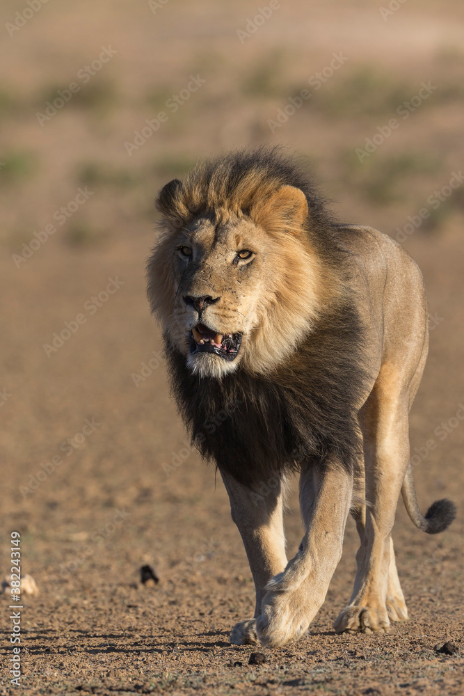 Lion (Panthera leo), Kgalagadi Transfrontier Park Lion (Panthera leo), Kgalagadi Transfrontier Park