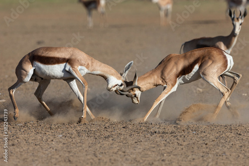 Springbok (Antidorcas marsupialis) fighting, Kgalagadi Transfrontier Park photo