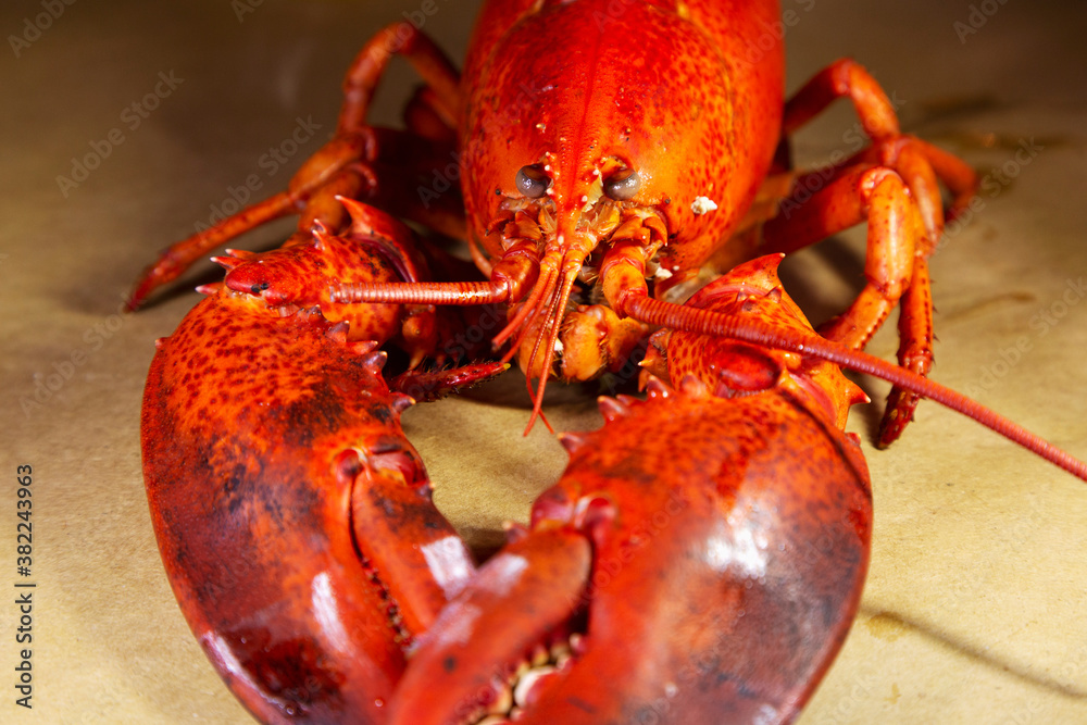 A cooked, locally landed lobster boiled and served ready to eat in a lobster dinner at Chester, Nova Scotia, Canada A cooked, locally landed lobster boiled and served ready to eat in a lobster dinner at Chester, Nova Scotia, Canada