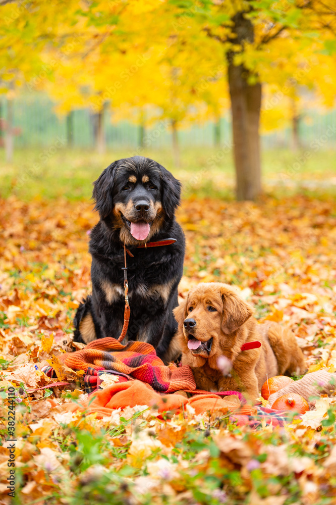 Dogs in the autumn forest. The big black dog is sitting. A ginger dog lies nearby. Dogs of the Tibetan Mastiff breed.