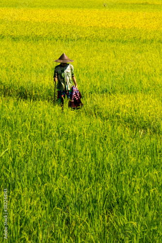 Farmer working on rice field