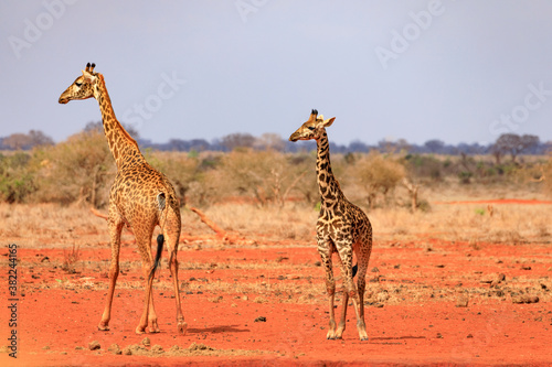 Giraffen in Tsavo East National Park  Safari in Kenia.