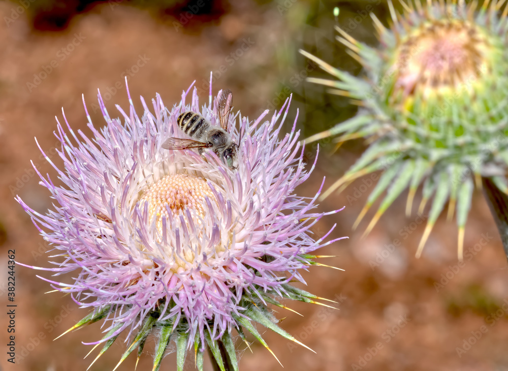 Macro photo of a Wheeler's Thistle Flower native to Arizona, United States of America Macro photo of a Wheeler's Thistle Flower native to Arizona, United States of America