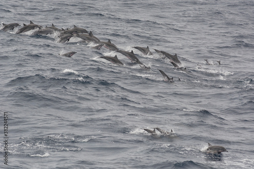 Pod of Clymene dolphins (Stenella clymene) porpoising offshore, Sao Tome, Sao Tome and Principe