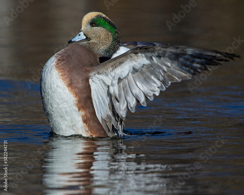 A drake American Wigeon excursuses its wings - Ottawa, Ontario