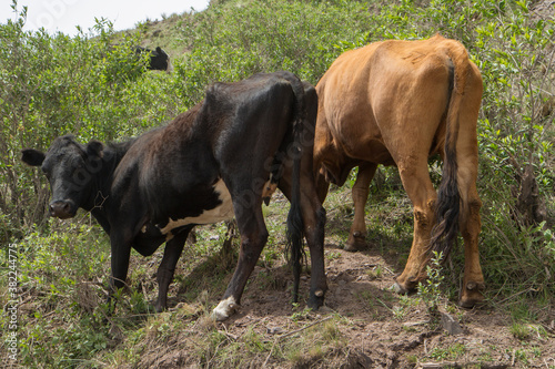Rurality. Cattle. Portrait of black and brown cows in the mountain. 