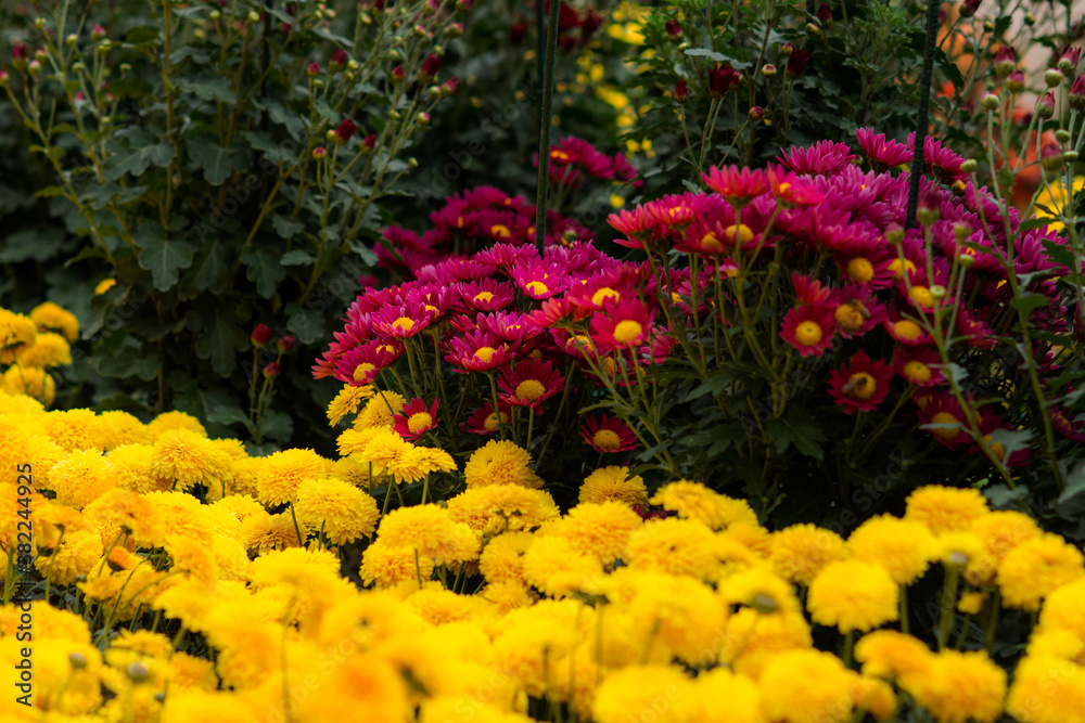 Fototapeta premium Flowerbed of colorful chrysanthemums on a blurry background of the garden. Colorful floral autumn background. Different varieties of chrysanthemums, maroon and yellow. Full frame of flowers and buds.