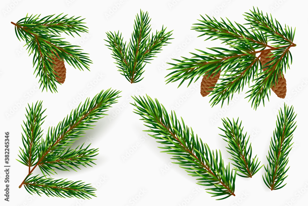 Christmas background of green spruce and pine branches Stock Photo