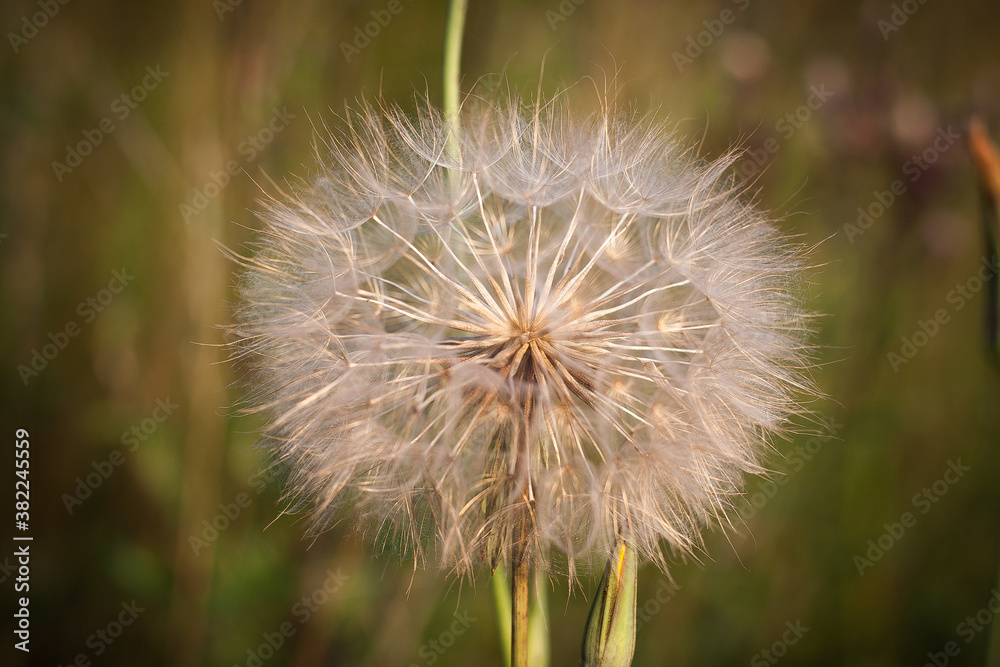 Fototapeta premium Na łące