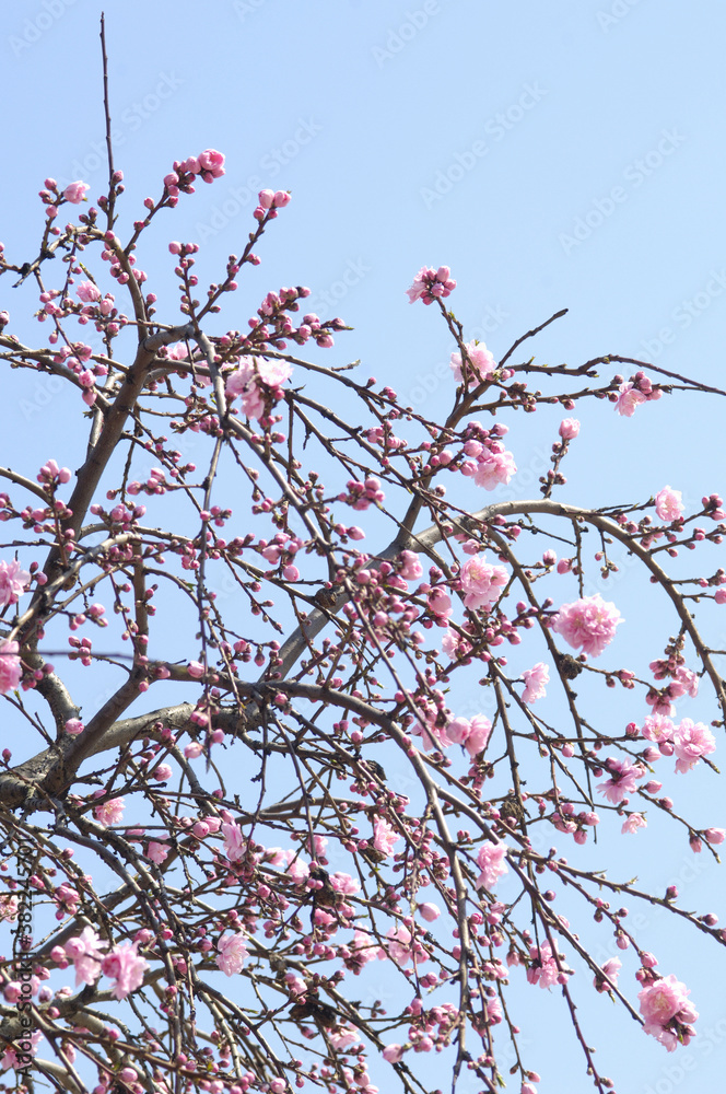 花桃 花桃