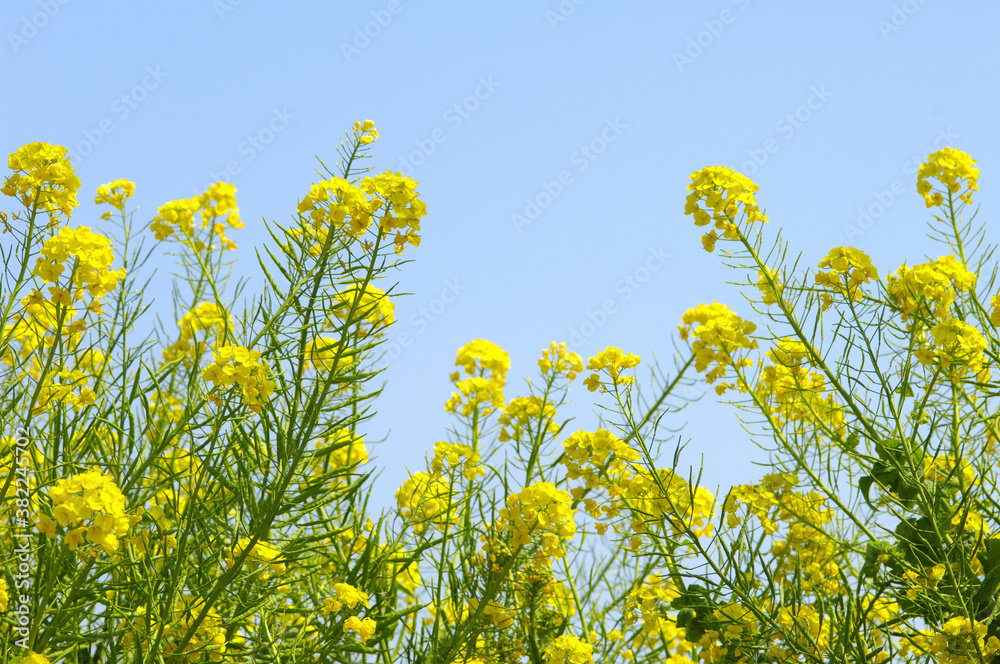 青空と菜の花 青空と菜の花