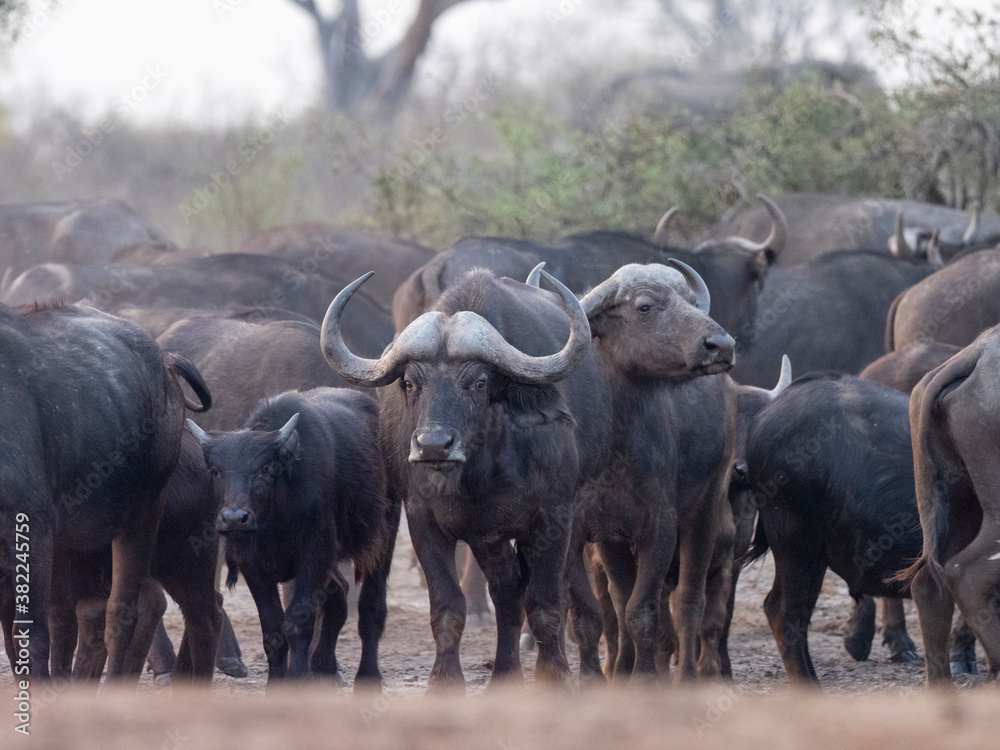 Cape buffalo herd (Syncerus caffer) in Hwange National Park Cape buffalo herd (Syncerus caffer) in Hwange National Park