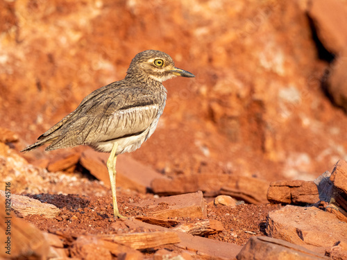 An adult water thick-knee (Burhinus vermiculatus), on the shore of Lake Kariba photo