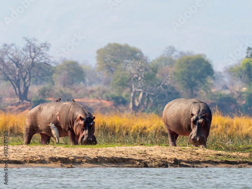 Adult hippopotamuses (Hippopotamus amphibius), near Mana Pools on the Lower Zambezi River photo