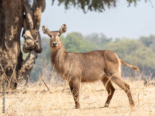 An adult female common waterbuck (Kobus ellipsiprymnus) on the shoreline of the Lower Zambezi River photo