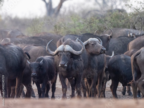 Cape buffalo herd (Syncerus caffer) in Hwange National Park photo