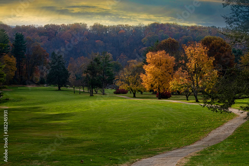 Golden Tree in the Countryside of North Carolina