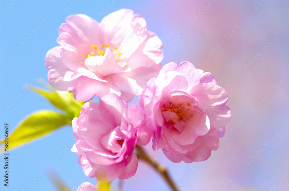 花桃