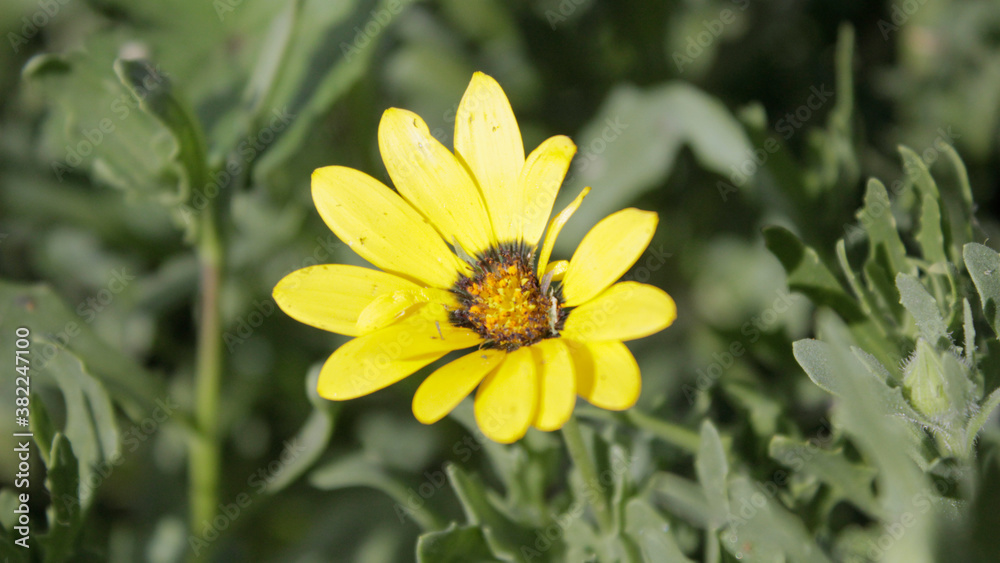 Flower Flower