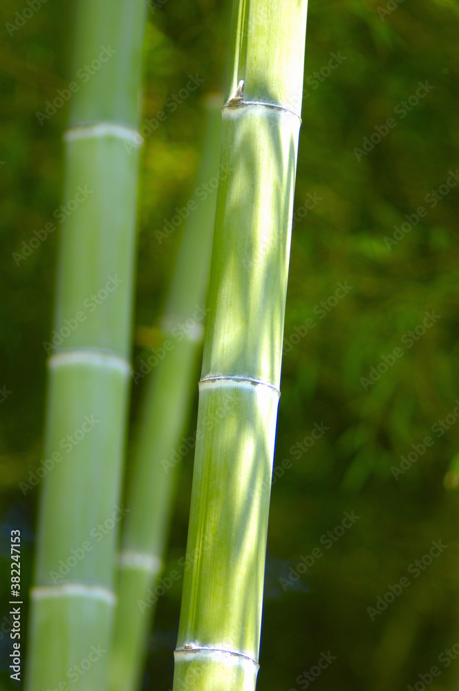 Obraz premium 青竹