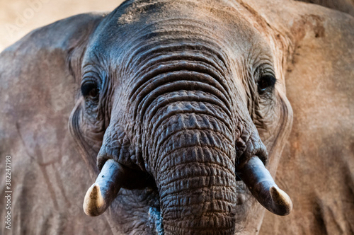 Elephant (Loxodonta africana), Taita Hills Wildlife Sanctuary, Kenya