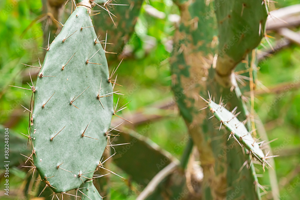 Cactus spiny prickly pear - a large tropical plant, overgrown background flora Cactus spiny prickly pear - a large tropical plant, overgrown background flora