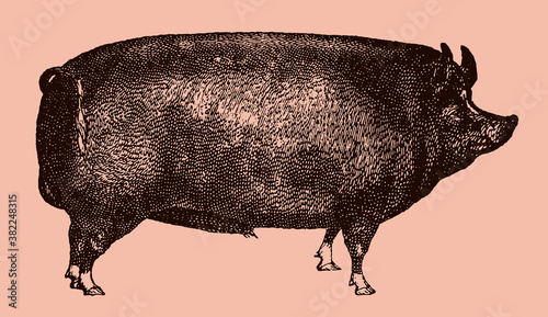 Berkshire boar in side view isolated on pale pink background, after antique illustration from 19th century