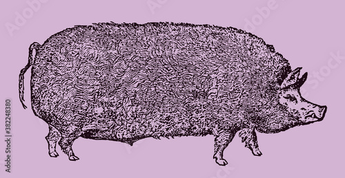 Berkshire pig in side view isolated on a pale purple background, after an antique illustration from the 19th century. Editable in layers