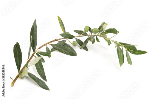 Olive branch with olives © emmapeel34