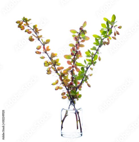 Berberis vulgaris, also known as common barberry, European barberry or simply barberry