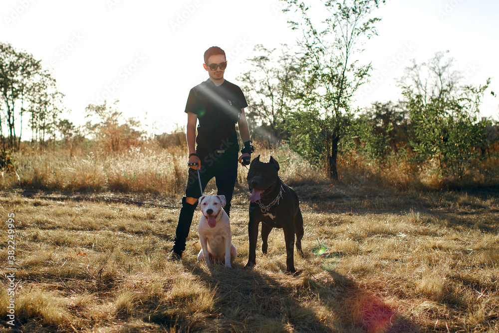 stylish man walks his dogs, staff terrier and pit bull obey the owner stylish man walks his dogs, staff terrier and pit bull obey the owner