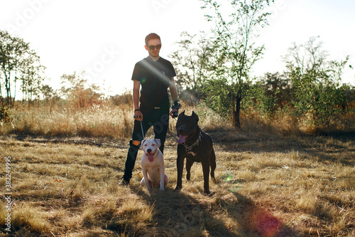 stylish man walks his dogs, staff terrier and pit bull obey the owner