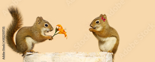 Little squirrel with a flower for his sweetheart. Clean background.