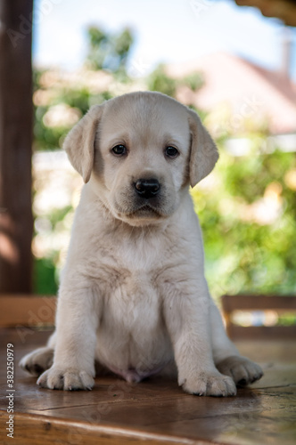 Fototapeta Naklejka Na Ścianę i Meble -  cute gold labrador retriver puppy