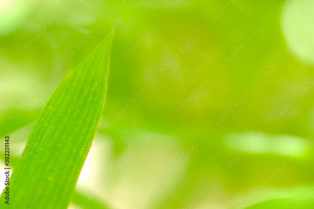 Fototapeta premium 笹の葉
