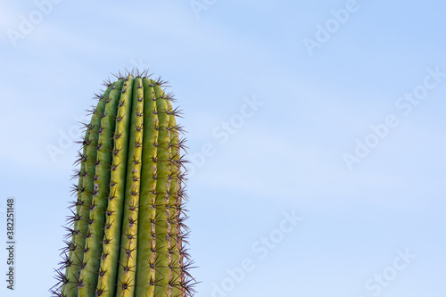Green cactus with blue sky background