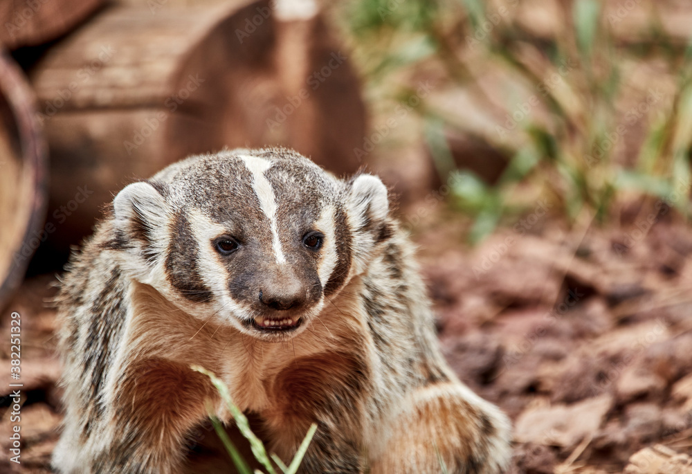 Badger showing his teeth while looking at the camera Badger showing his teeth while looking at the camera